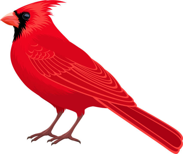 illustrazioni stock, clip art, cartoni animati e icone di tendenza di vettore red male northern cardinal - uccello di stato - cardinale uccello