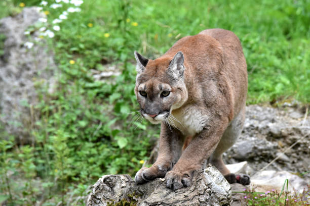 istock A puma is enjoying the sun 1194759927