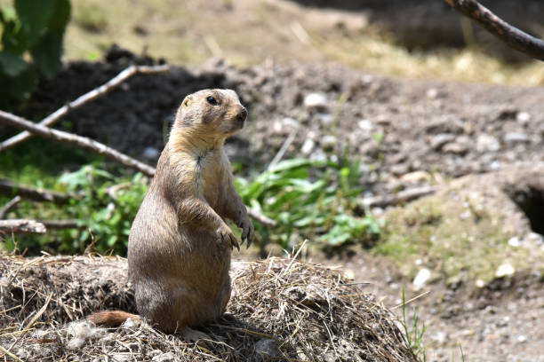 istock A prarie dog is enjoying the sun 1194759970