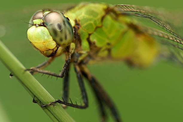 istock macro of a dragonfly 119476089