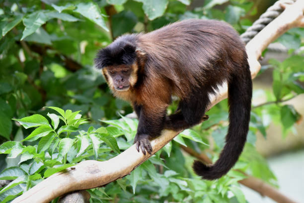 istock A monkey is enjoying the sun 1194761515