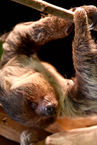 istock A sloth is enjoying the sun 1194761576
