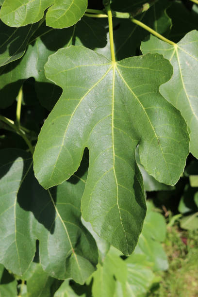 istock Fig leaves in sunshine 1194761622