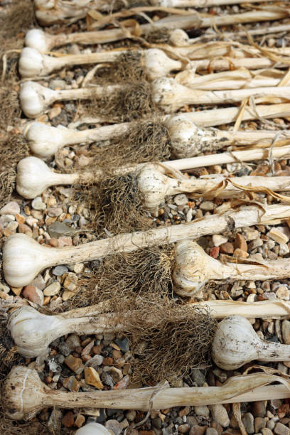 istock Garlic bulbs drying on gravel 1194761649