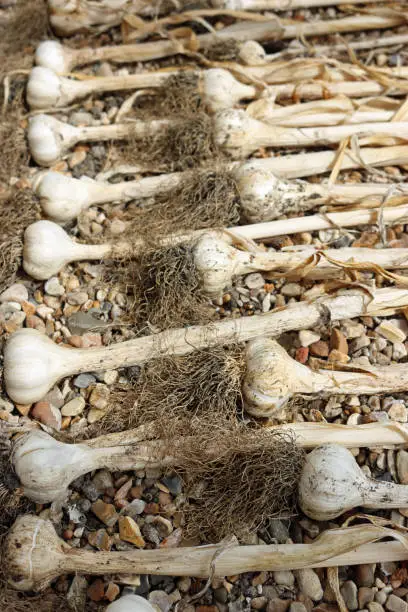 Photo of Garlic bulbs drying on gravel
