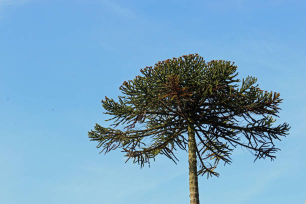 Monkey puzzle tree Monkey puzzle or Chilean Pine, Araucaria araucana, tree branches with a background of blue sky with good copy space. araucaria araucana stock pictures, royalty-free photos & images