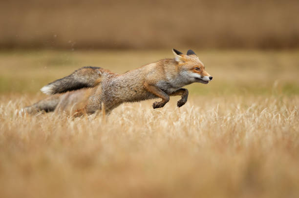 renards rouges sautant au-dessus de l'herbe. vulpes vulpes. chasse et vitesse. un animal qui saute. - renard photos et images de collection