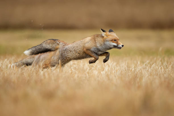 volpi rosse che saltano sull'erba. vulpes vulpes. caccia e velocità. animale che salta. - volpe rossa foto e immagini stock