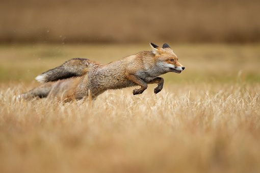 Red foxes leaping over grass. Vulpes vulpes. Hunt and speed. Jumping animal. Wild animal in the nature. Dynamic animal theme.