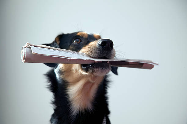 Dog with human hand simulation a person, it's reading a book, and wearing glasses. 
