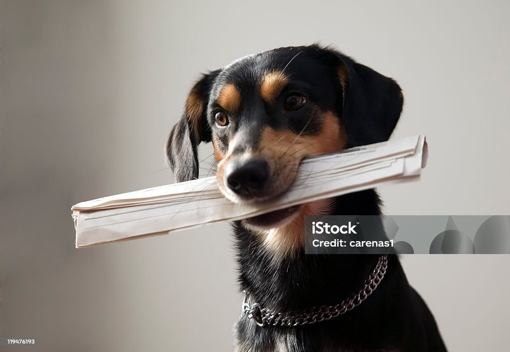 Black and tan dog wearing chain collar holding newspaper A black-and-brown dog wearing a metal chain around his neck with a newspaper in his mouth over a gray background.
 Dog Stock Photo