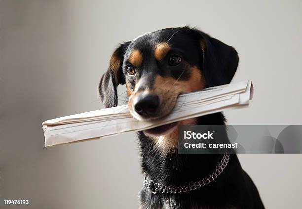 Black And Tan Dog Wearing Chain Collar Holding Newspaper Stock Photo - Download Image Now
