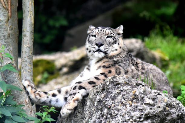 istock A snow leopard is enjoying the sun 1194762516