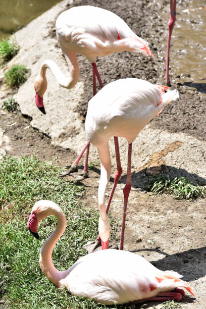 ein flamingo genießt die sonne - rainforest austria nature tree stock-fotos und bilder