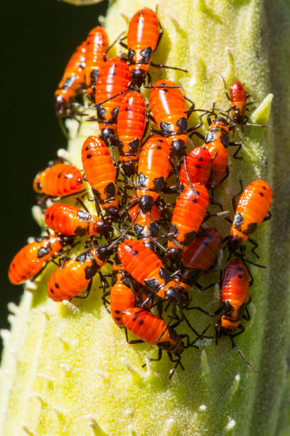 istock Large milkweed bug nymph on seed pod in Vernon, Connecticut. 1194763207