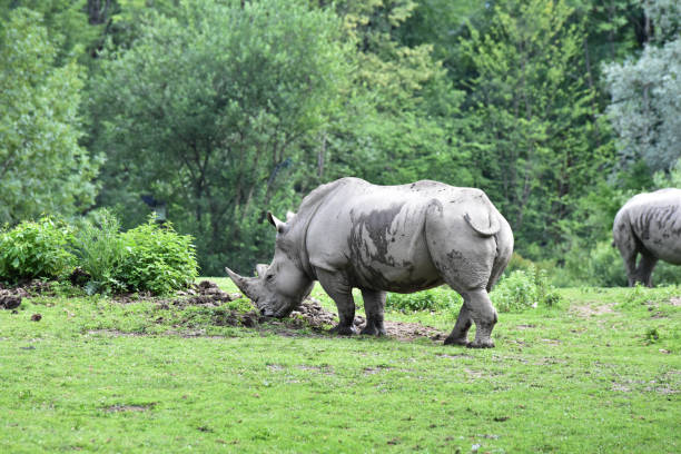 istock A rhino is enjoying the sun 1194763383