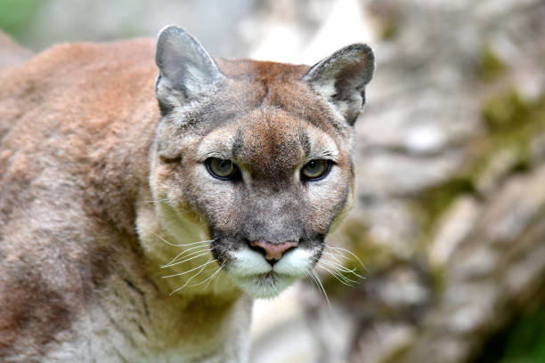 istock A puma is enjoying the sun 1194763465
