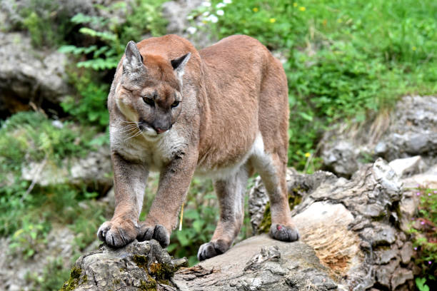 istock A puma is enjoying the sun 1194763507