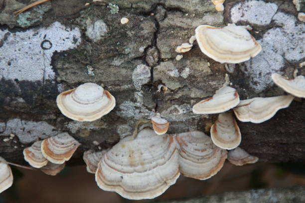istock december 6, 2019 wild mushrooms in south texas 1194764708