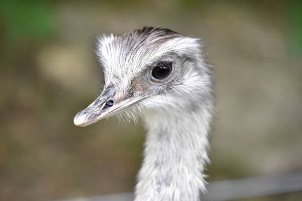 istock An Emu is enjoying the sun 1194764902