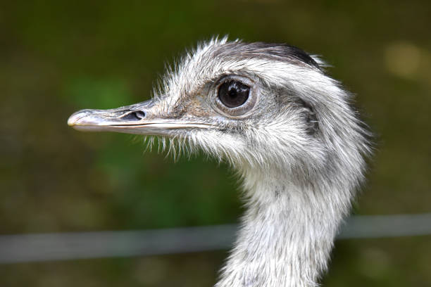 ein emu genießt die sonne - rainforest austria nature tree stock-fotos und bilder