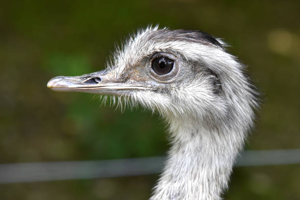 istock An Emu is enjoying the sun 1194765015