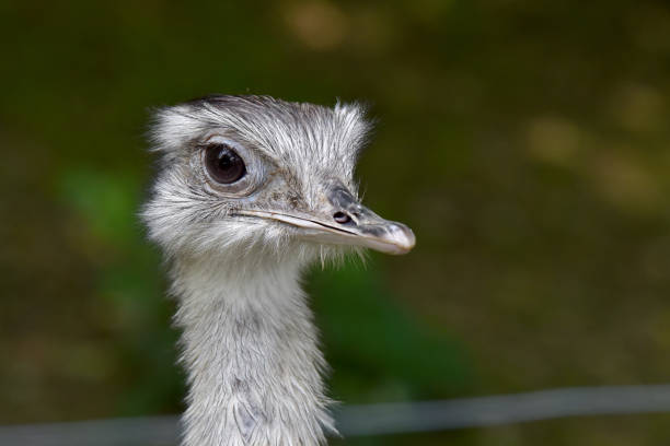ein emu genießt die sonne - rainforest austria nature tree stock-fotos und bilder