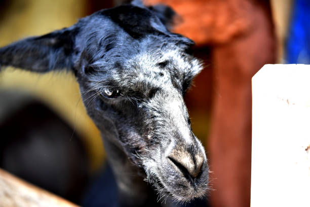 istock An alpaca is enjoying the sun 1194765059