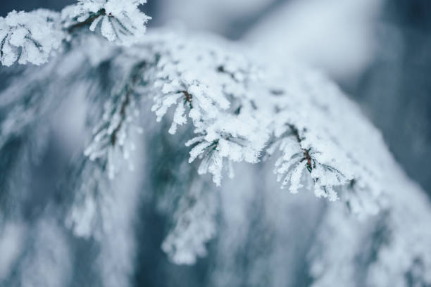 istock Branches of blue spruce is covered with frost 1194766695