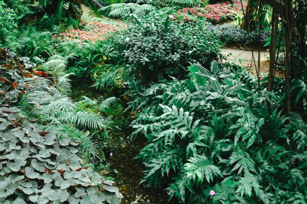 istock plant in garden park 1194766987