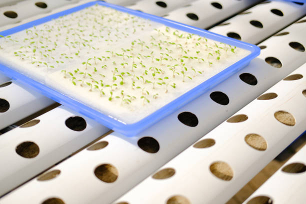 istock lettuce seedling sprout in hydroponic farm 1194767001