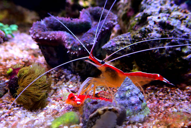istock Lysmata cleaner shrimp is cleaning the Ruby red dragonet fish 1194767279