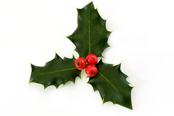 istock sprig of holly with berries over white 119476797