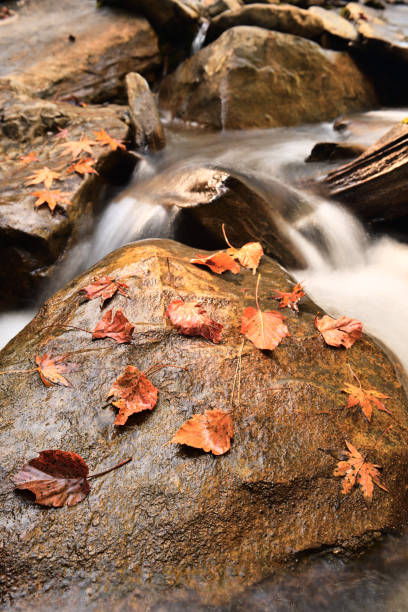 istock Red autumn leaf on a rock near a waterfall 1194769196