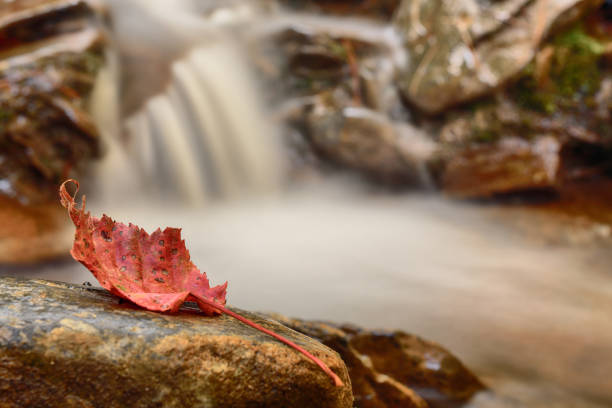 Red autumn leaf lying on wet mossy stone in rocky riverbed of mountain stream.