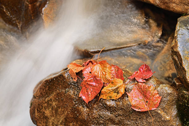 Stream Flowing Through Wilderness - Landscape scenic low angle with smooth flowing water.