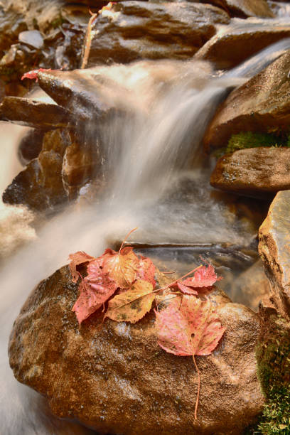 istock Red autumn leaf on a rock near a waterfall 1194769283