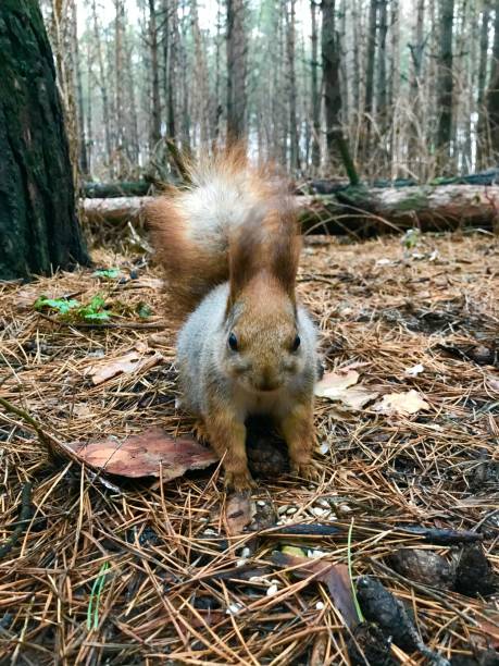 istock Grey brown squirrels and dry coniferous needles in the woods. 1194773159