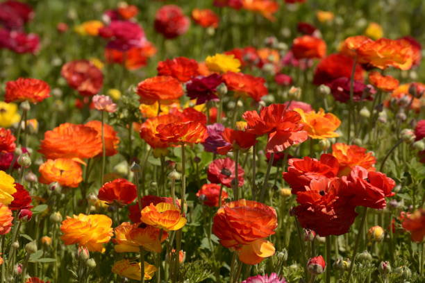 istock Spring Flowers in California 1194774817