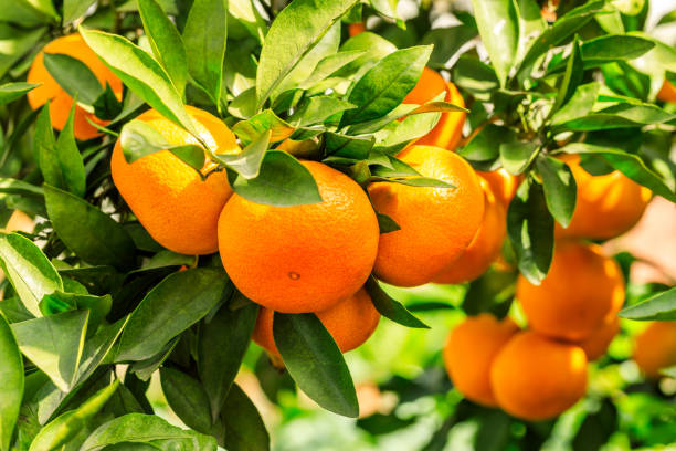 istock Orange tree in orange farm. 1194774913