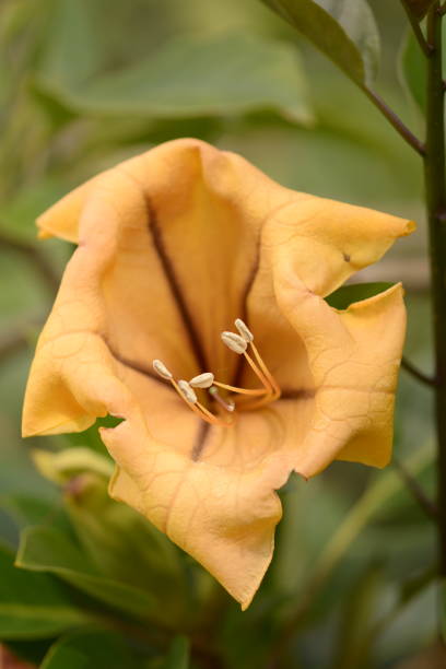 istock Spring Flowers in California 1194774927