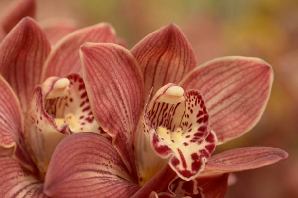 istock Spring Flowers in California 1194774944