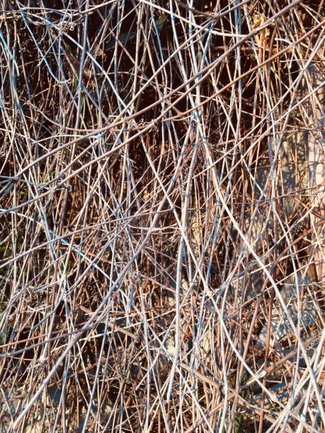 istock Dry twigs beside the fence 1194774985