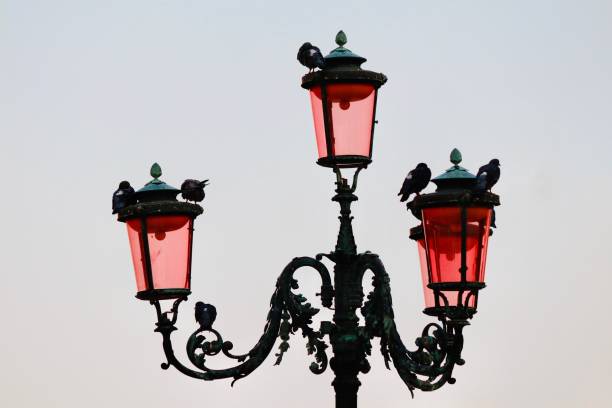 Street light in Venise full of pigeons