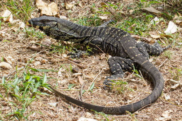 istock Lace Monitor 1194777664