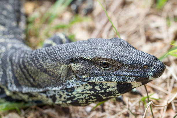 istock Lace Monitor 1194777686