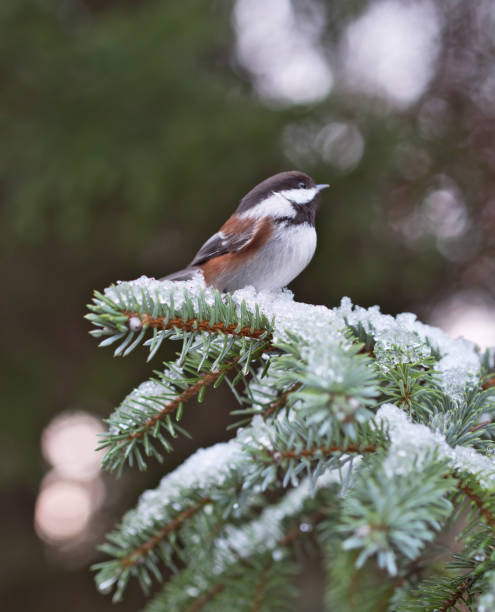 Chestnut-backed Chickadee on a snow covered spruce branch - fotografia de stock