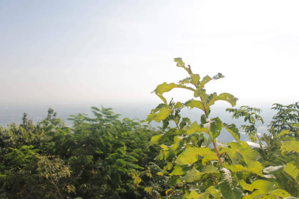 istock Nearly dead tree among the mountain 1194780319