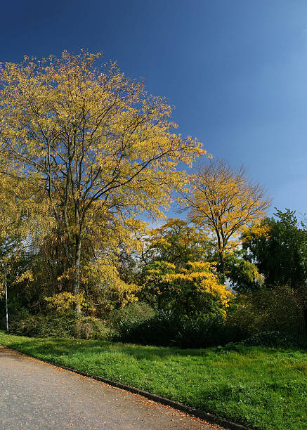istock Autumnal trees in a park 119478236
