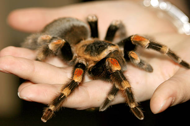 istock Close-up of a tarantula on a hand 119478283